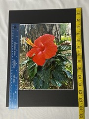 Red Hibiscus Flower 11 x 14″ Color Photo Print w/ Matting