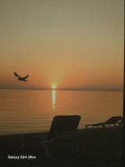 Seagulls And Sunrise With SILHOUETTES OHH MY Vacation SHOTS 16X 20 Canvas