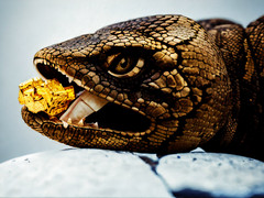 Digital Destkop Art Canon, jpg,photo virtual gift Image Snake eating gold nugget