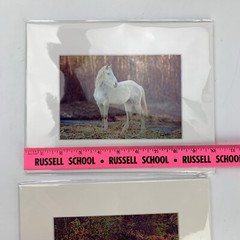 White Horse Pictures (Lot of 2) Animals Outdoors Photos