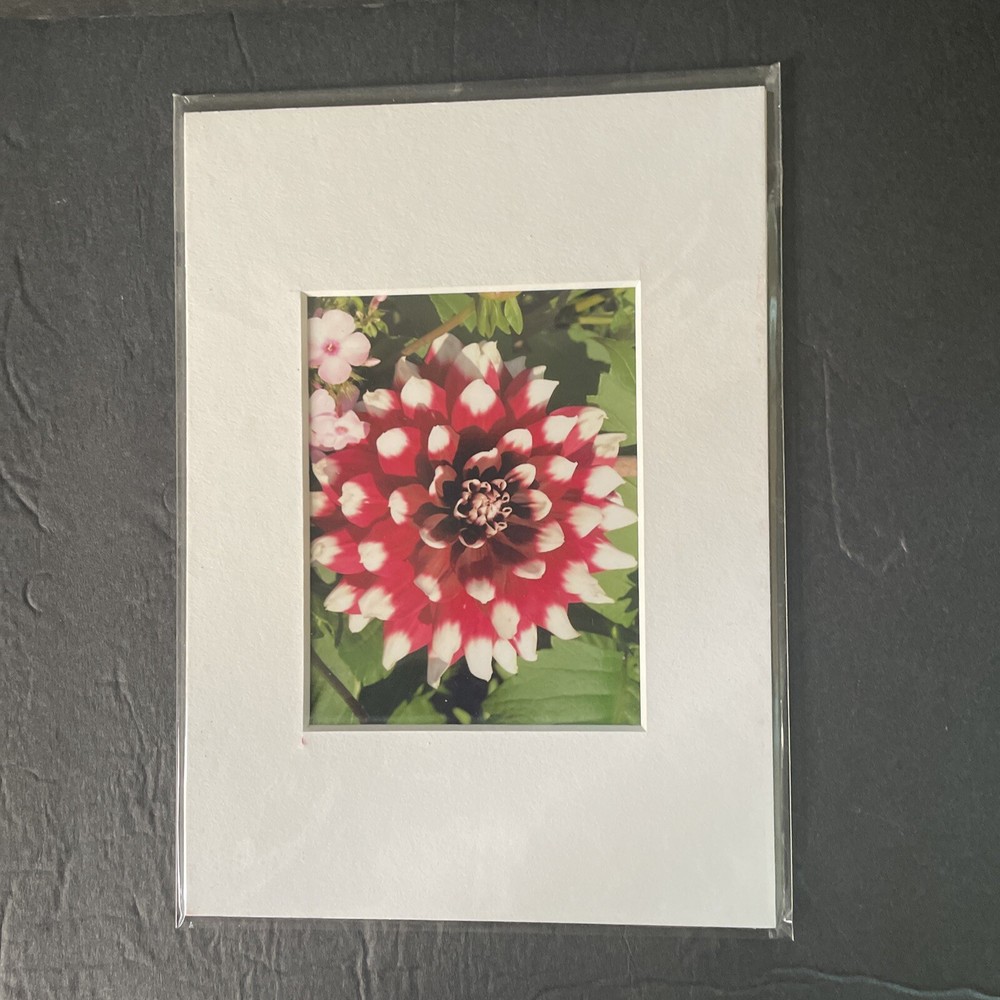 Flowers Photography by: “Muggs” Margolis Framable Art 5 X 7
