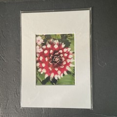 Flowers Photography by: “Muggs” Margolis Framable Art 5 X 7