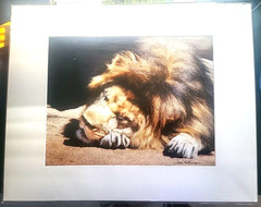 Terri Eddinger Photography Resting Lion FREE SHIPPING!!!