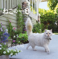 A Day in the Life of a Cat