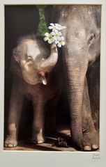 Heartwarming Photograph Baby Elephant Holding Plumeria Flowers, Thailand, 16×16″