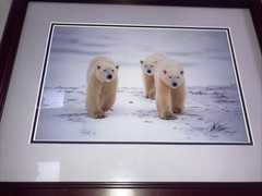 Polar Bear Nature Signed Limited Edition Framed Art Print