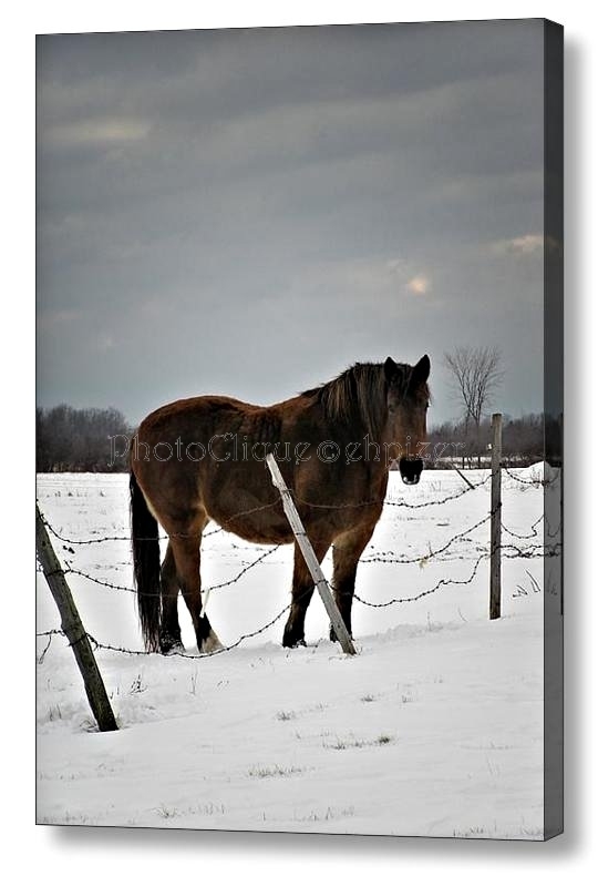 Horse in Winter ~ 12×16 Ready to Hang CANVAS WRAP PRINT ~ WALL ART