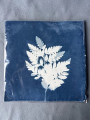Handmade Cyanotype Card. Fern Print. Blue Wash. Initialed by Artist. 6.5” Square