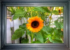 Florida Art Sunflower Title: » Sunflower «