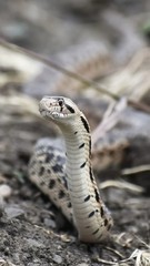 Blow Snake Photography Print 8×10 Photo Art Print Wildlife Nature Reptile Snake