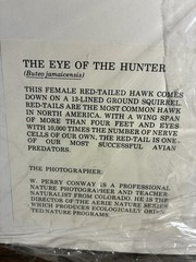 W. Perry Conway “The Eye of the Hunter” Red-Tailed Hawk Matted Wildlife Print
