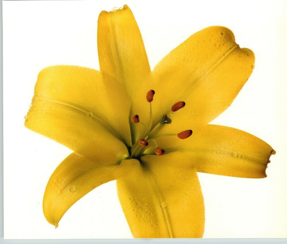 1980 Irving Penn ORIGINAL Golden Splendor Lily Flower Art Photo 11″ X 14″