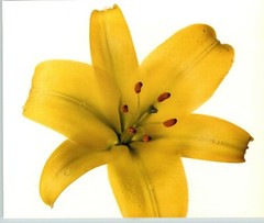 1980 Irving Penn ORIGINAL Golden Splendor Lily Flower Art Photo 11″ X 14″
