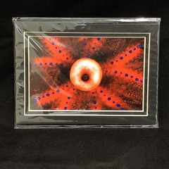 CATHY CHURCH Photograph «The Eye» abstract underwater matted 3.5″x5.5″