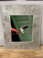 Hummingbird Landing 8×10 Photograph signed Connie Keesling 2004 14/250 Beautiful