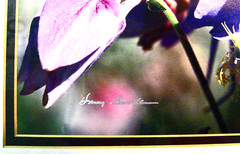 Harry Bowden «Columbine Colorado» Signed 8X10, Sealed, Matted 11X14 Frame Ready