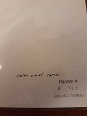 Great White Sharks, signed/matted 8×10 photograph by Mark J. Thomas