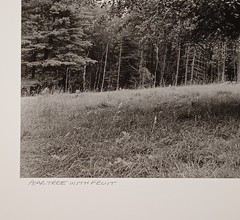 Large Format 2013 B&W Photo Peachtree with Fruit by Charles Fendrock Listed