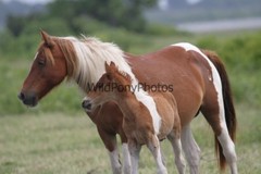 Chincoteague Pony Photo- Chestnut Pinto Mare & Foal – Various Sizes
