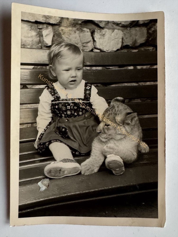 orig. Photo postcard zoo zoo animals tiger around 1968 child