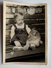 orig. Photo postcard zoo zoo animals tiger around 1968 child