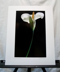 Original Photography Art Print «Lily No.2»
