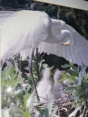 Great Egret, Florida Photography by Robert Clibbon Signed Print