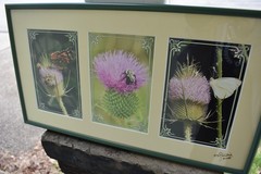 Thistle Flowers Photo/Print Scotland Butterfly Bee Garden Nature Signed
