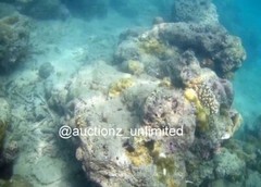 Digital Image Picture Photo Pic Andaman India underwater coral life scuba AND016
