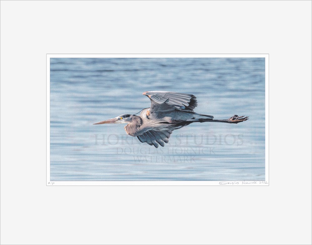 Great Blue Heron Soaring – Matted for 11×14 Signed Proof Fine Art Photography