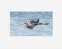Great Blue Heron Soaring – Matted for 11×14 Signed Proof Fine Art Photography