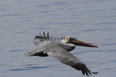 Brown Pelican Photo, Pick One Image – Various Sizes