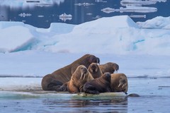 Print (16″x24″): Walrus in Svalbard