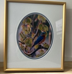 Carl R. Sams II Loon Photo Blue Bird Tree Branch Professionally Framed & Signed
