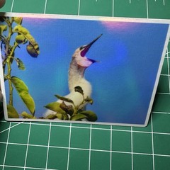 ACEO Photo Print Card 2.5×3.5″ Baby Anhinga, Holographic Laminated