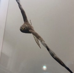 Beautiful Photograph of Bird of Pray! FRAMED! Ready to Hang!