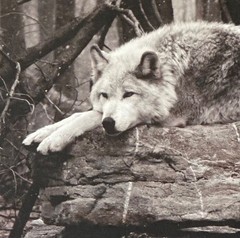 wolf print (tinted photograph)