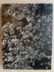 Record 2 by Daido Moriyama