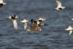 Red Knot Photo, Pick One Image – Various Sizes