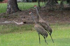 Sandhill Crane Photo, Pick One Image – Various Sizes