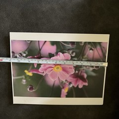 Floral Photograph Artwork Lot of 2