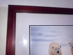 Polar Bear Nature Signed Limited Edition Framed Art Print