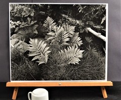 Sensitive fern, horsetails, early spring, Catskill Mountains – Thomas Teich