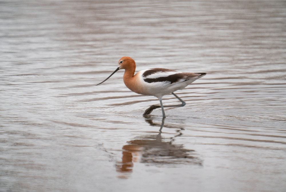 American Avocet on the hunt