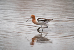American Avocet on the hunt