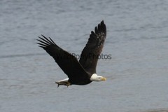 Eagle Photo, Pick One Image – Various Sizes