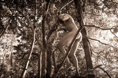 Original Male Nude KELLY WILLIAM WRIGHT Song Of The Trees #16 Stamped Photo 9×13