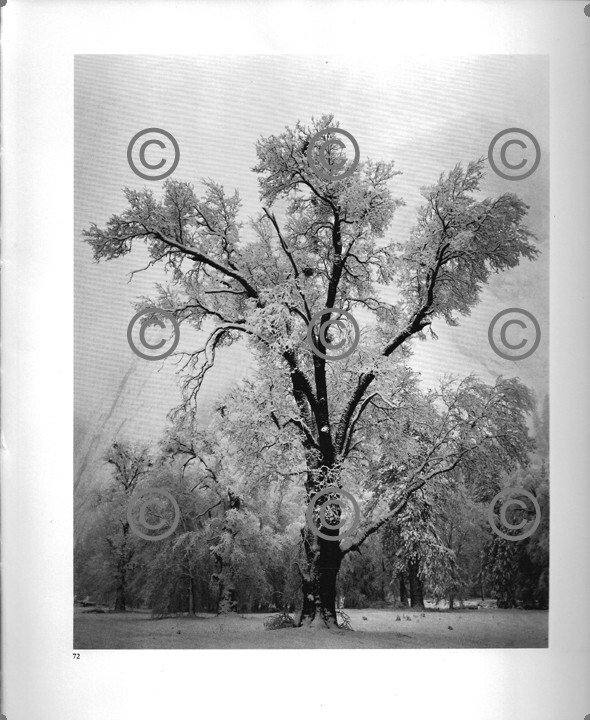 BOOK PLATE B&W Photo ANSEL ADAMS Oak Tree, Show Storm / Pine Forest in Snow