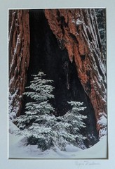 Vtg 2001 Giant Forest Sequoia National Park Photograph by Regina Thackara 16×12″