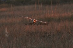Short Eared Owl Photo, Pick One Image – Various Sizes